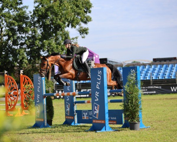 jumper Flip Flop 19 (German Sport Horse, 2017, from Flic Flac)