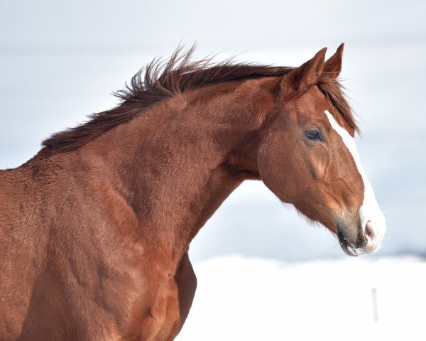 dressage horse Belle Rouge 9 (German Sport Horse, 2019, from Callaho's Benicio)