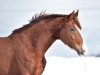 dressage horse Belle Rouge 9 (German Sport Horse, 2019, from Callaho's Benicio)