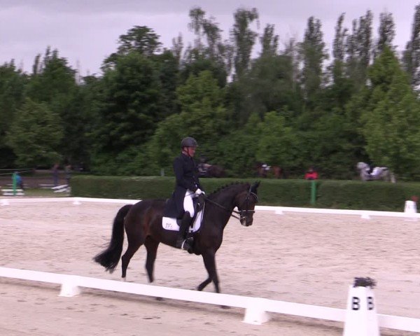 Reitturnier Westeregeln 2025