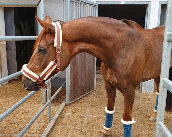 dressage horse Focus 38 (Oldenburg, 2008, from Fürst Romancier)