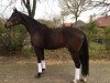 dressage horse Firlefanz V (Hanoverian, 2017, from Fürst Romancier)