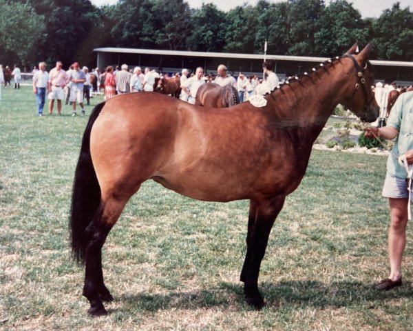 Zuchtstute Axkeen Pascale (New-Forest-Pony, 1988, von Axceen Djordy)