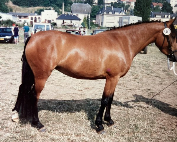 Zuchtstute Luna de Gonderange (Luxemburgisches Pony,  , von Rodan)