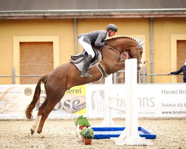 jumper Nehmo (German Sport Horse, 2015, from Nimroy B)