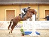 jumper Nehmo (German Sport Horse, 2015, from Nimroy B)