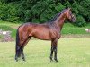 dressage horse Quasar Deluxe (Hanoverian, 2013, from Quasar de Charry)