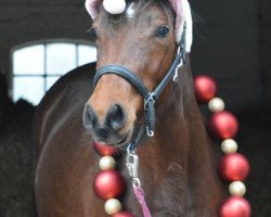 Dressurpferd Unicorn (Deutsches Reitpony, 2017, von Calido G)