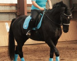 dressage horse Well done (Hanoverian, 1997, from Welt Hit II)