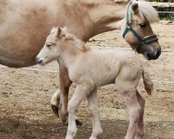 horse Narvik vom Lüttwischen (Fjord Horse, 2021, from Nansen N.2316)