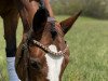 dressage horse Loveliness (Rhinelander, 2006, from Lord Loxley I)