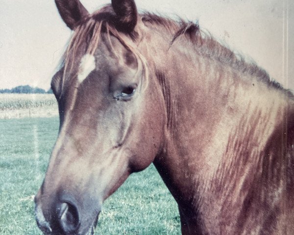 broodmare Latinka de Gonderange (Luxembourg Pony, 1985, from Usor)