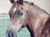 broodmare Latinka de Gonderange (Luxembourg Pony, 1985, from Usor)