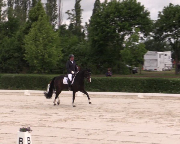 Reitturnier Westeregeln 2025