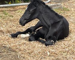 Springpferd Dia Cortina DP (Schweizer Warmblut, 2021, von Diacontinus)