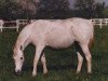 broodmare Etica ox (Arabian thoroughbred, 1965, from Tabal ox)