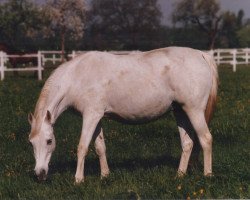 broodmare Etica ox (Arabian thoroughbred, 1965, from Tabal ox)