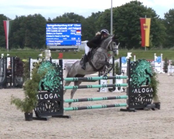 jumper Castello de Lion H (Hanoverian, 2019, from Clinton's Heart)