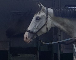 Springpferd Zizibe K (Österreichisches Warmblut, 2016, von Zirocco Blue)