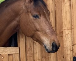 Springpferd Leo Pold (Trakehner, 2016, von Davidas)