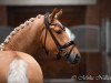 Dressurpferd Steendieks Chicago City (Deutsches Reitpony, 2016, von FS Chambertin)