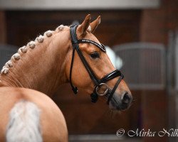 dressage horse Steendieks Chicago City (German Riding Pony, 2016, from FS Chambertin)