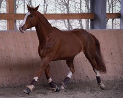 dressage horse Cera H (German Sport Horse, 2010, from Colestus)