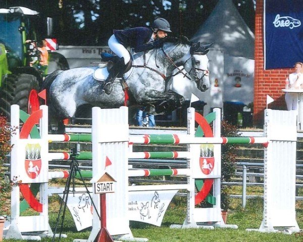 jumper Quadra 2 (Oldenburg show jumper, 2012, from Quadros 3)