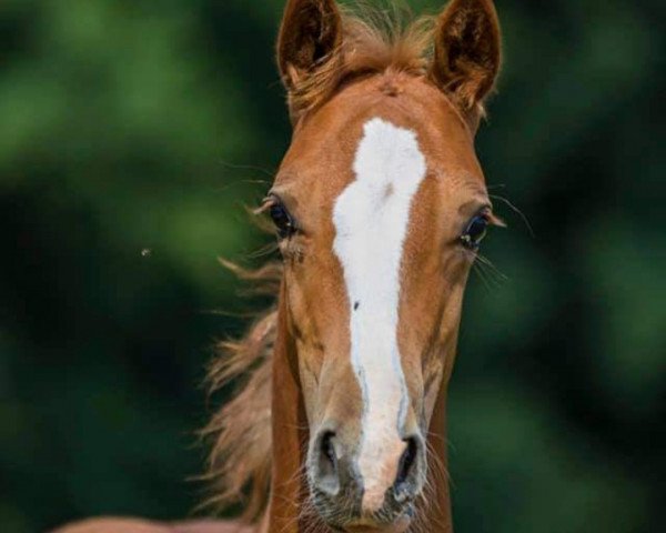 Dressurpferd Venustas Dancing Delight (Deutsches Reitpony, 2020, von Double Delight)