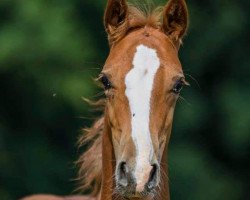 dressage horse Venustas Dancing Delight (German Riding Pony, 2020, from Double Delight)