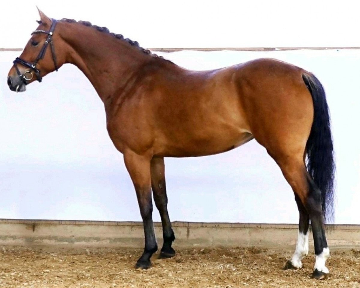 broodmare Heiligenbergs Di Mensioni (German Riding Pony, 2015, from Dimension AT NRW)