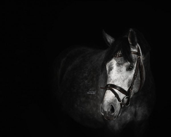 dressage horse Bernini S (Austrian Warmblood, 2016, from Black Jack 175)