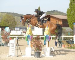 jumper Sam S 4 (German Sport Horse, 2016, from Saint Amour)