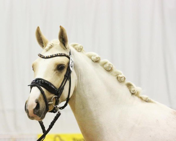 dressage horse Bodethal's D-Sun (German Riding Pony, 2021, from D-Gold AT NRW)