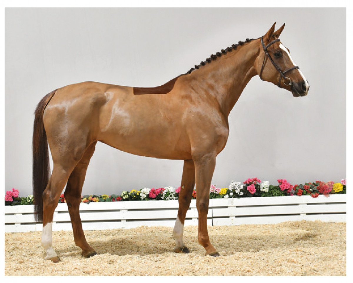 broodmare Lola Montez L (Oldenburg show jumper, 2014, from Kannan)