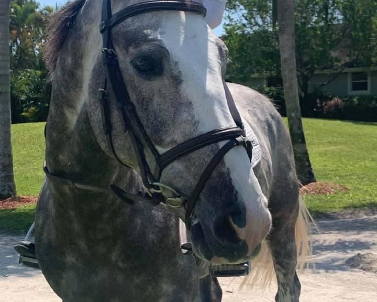 Springpferd Jamiroquai (KWPN (Niederländisches Warmblut), 2014)