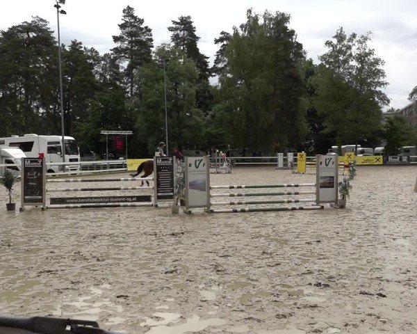 Reitturnier Bregenz 2025