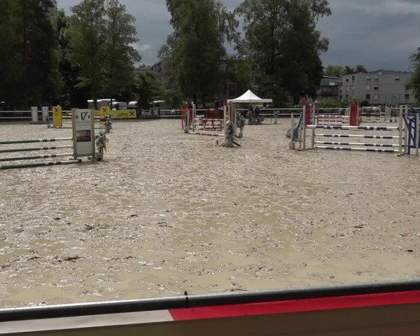 Reitturnier Bregenz 2025