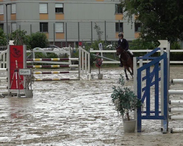 Reitturnier Bregenz 2025