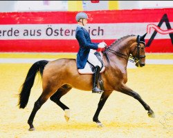 dressage horse For President Awo (Austrian Warmblood, 2008, from Fontane)