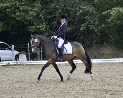 dressage horse Luxor B (Dutch Pony m.arab.Blutant., 2009, from Le Matsjo)