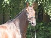 dressage horse Duvalier Hs (Hanoverian, 2013, from Don Index)