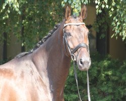 dressage horse Duvalier Hs (Hanoverian, 2013, from Don Index)