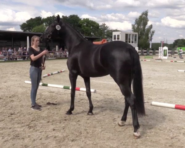 broodmare Edeldonna (Westphalian, 2013, from Ehrenstolz)