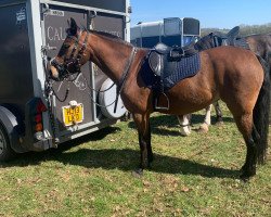 Pferd Hollowmarsh Betty Boop (Welsh Partbred, 2008, von Cusop Dimension)