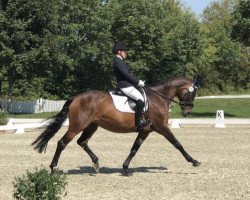 dressage horse Rena 76 (Hanoverian, 2006, from Rotspon)