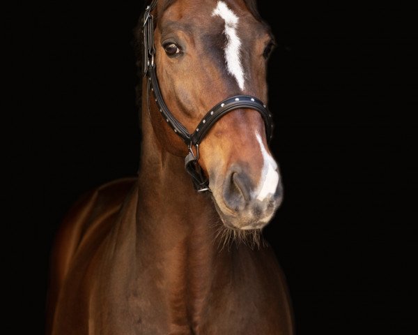 dressage horse Royal Lino d'Omisse (Rhinelander, 2008, from Rosencharmeur)