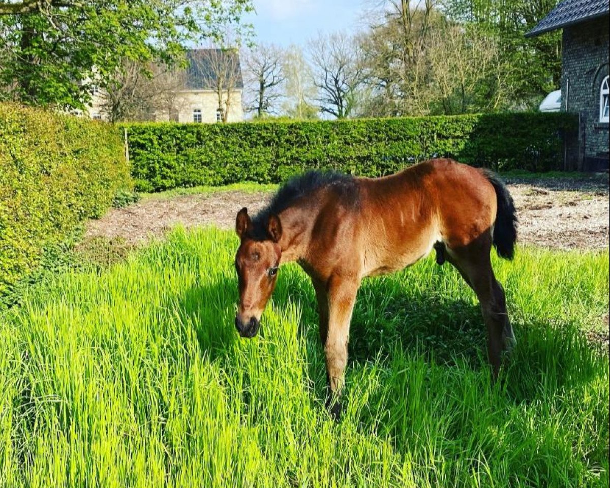 dressage horse Fibonacci (Westphalian, 2021, from For Romance I)