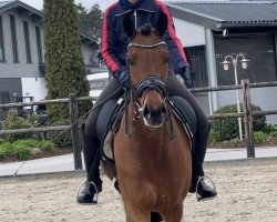 dressage horse King Karl 5 (KWPN (Royal Dutch Sporthorse), 2015, from Rousseau)