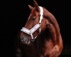 broodmare Fürstin Amber (Hanoverian, 2015, from Nymphenburg's First Ampere)